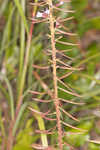 Slender blazing star